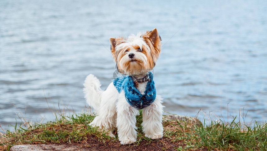 一只海狸约克郡的泰瑞狗站在角上穿着毛衣对图片
