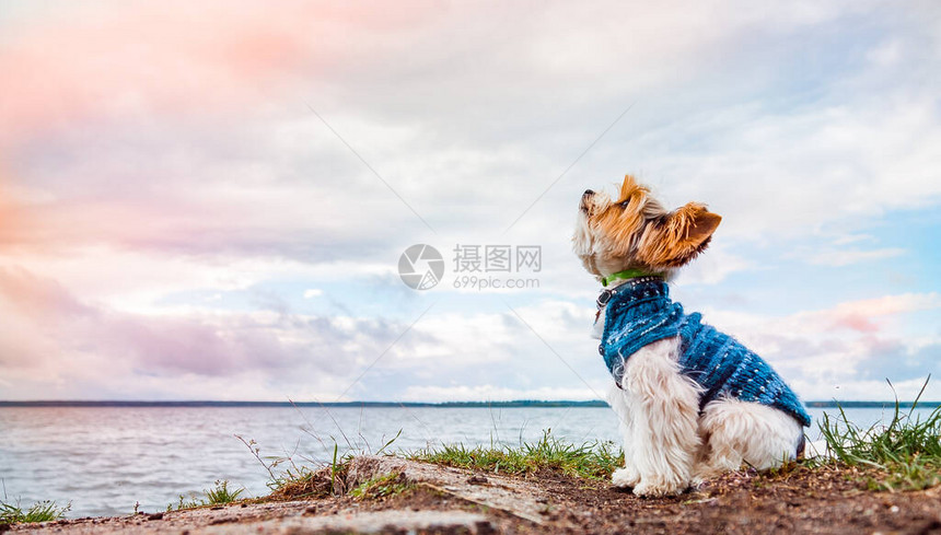 一只海狸约克郡Terrier狗坐在湖边看图片