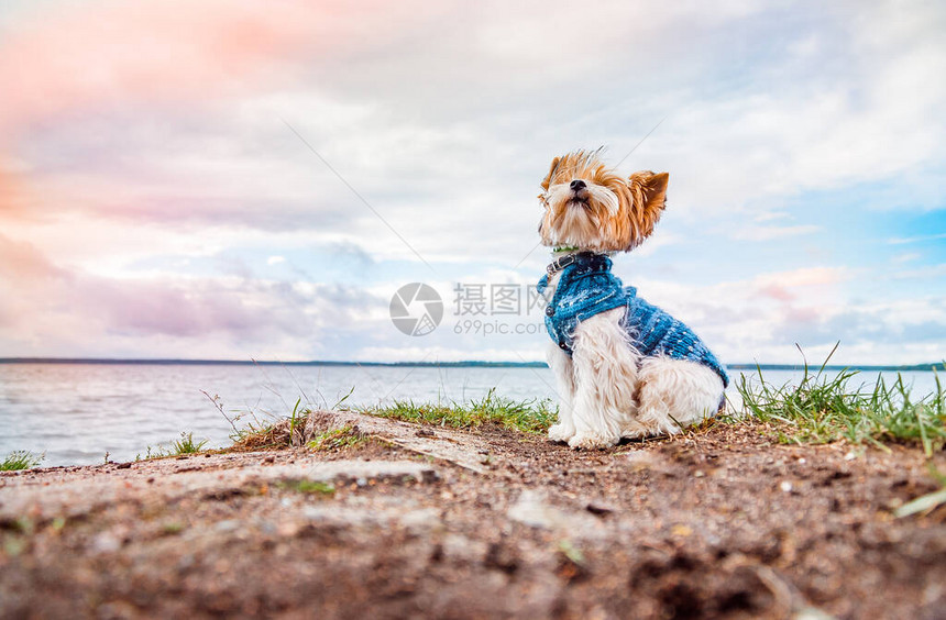一只海狸约克郡的泰瑞狗坐在海滩上看着日落图片