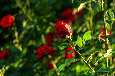 柔焦的红灌木玫瑰图片