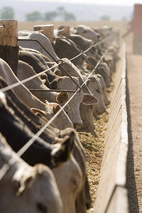 巴西农场养牛集约牲图片
