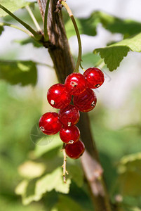 树枝上的红圆莓Ribes图片