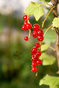 树枝上的红圆莓Ribes图片