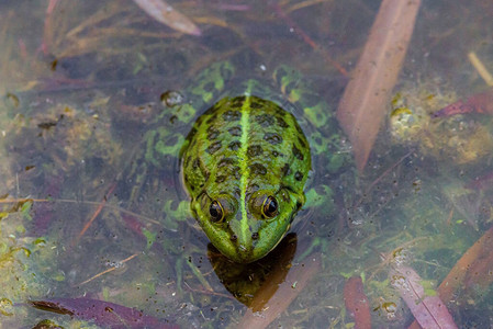 从沼泽看可食青蛙图片