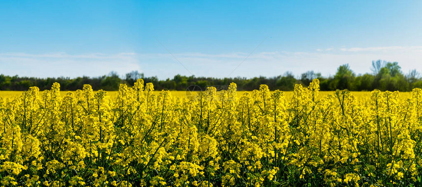 美丽的春夏盛开的黄色油菜花田水平景观背景图片