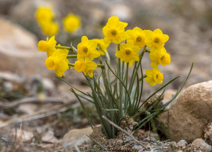 在西班牙阿拉贡州韦斯卡附近的西班牙比利牛斯岛开花的春天信使图片
