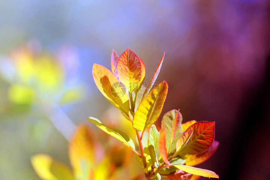 五彩背景下树木年轻春叶的美丽照片图片