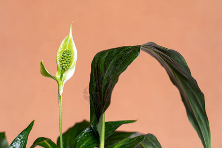 白花百合石膏植物在绿叶中植树图片