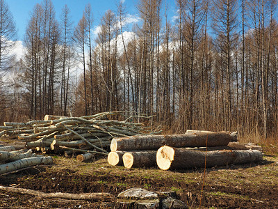 锯树木头俄罗斯图片