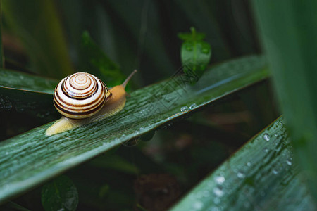 露水绿叶上的蜗牛花园里的微距摄影花园里的动物美丽的图片