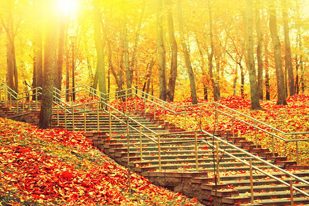 棕色的秋天风景树上有明亮多彩图片
