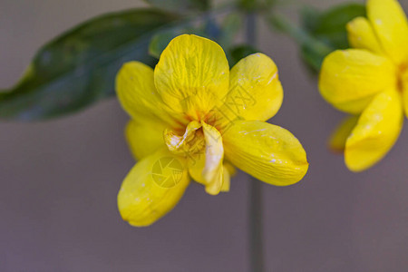 背景模糊的黄色春天花朵春天开花的树图片