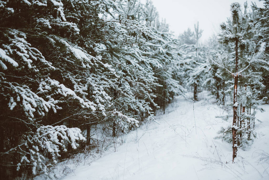 白俄罗斯冬季森林有松树覆盖的白图片