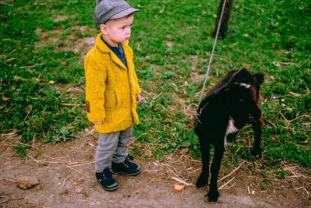 农场小男孩在乡下喂鸡和山羊图片