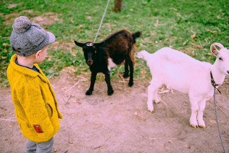 小男孩在农村的农场里图片