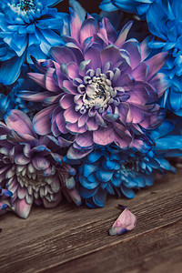 紫罗兰蓝色和粉红色的菊花一束图片