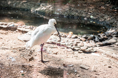 在杭州动物园的鸟儿图片