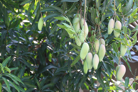 果园树上尚未成熟的青芒果图片