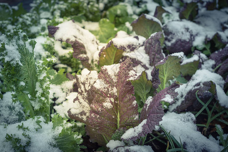 美国得克萨斯州达拉斯本土有机花园雪下的红绿芥末图片