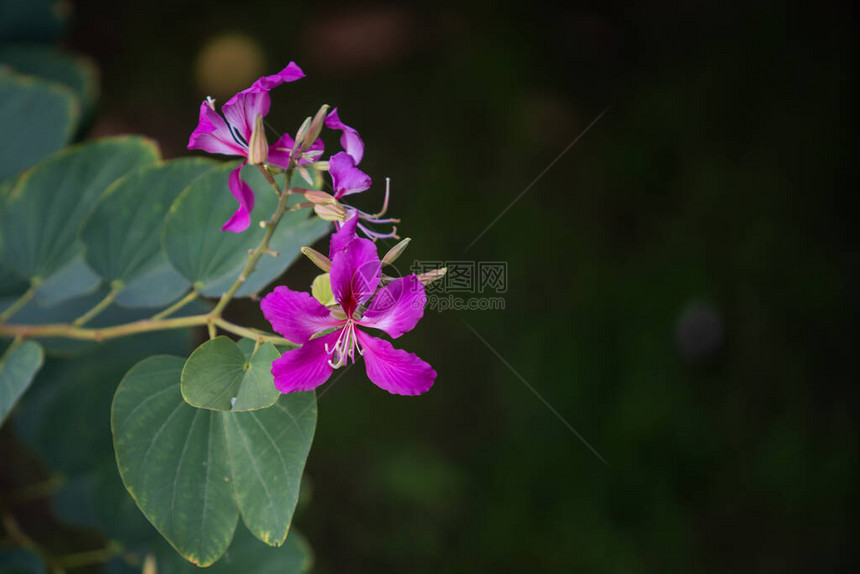 粉红色紫荆花兰花树关闭与模糊的图片