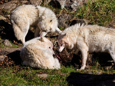 一群野狼在森林草地上分享猎物图片