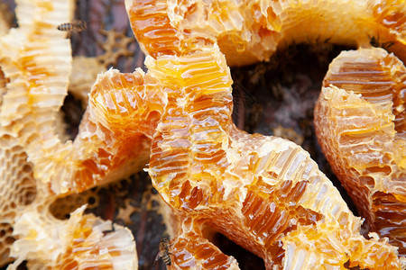 蜂巢中的自制蜂蜜图片