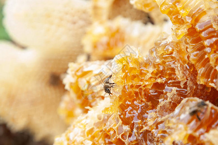 蜂房窝中的自制蜂蜜图片