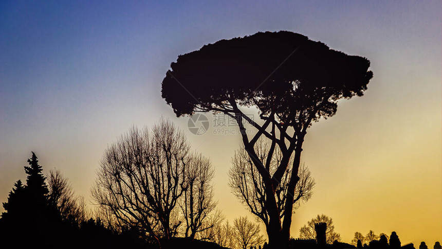 在傍晚的蓝色黄天空背景上的海上松树剪影意大利佛罗伦萨16图片