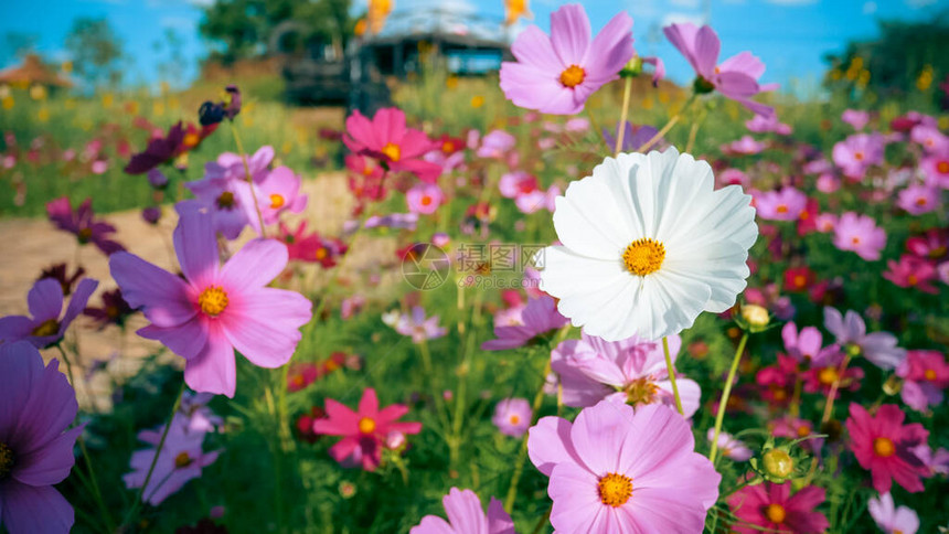 宇宙在蓝天上绽放粉色和白色的花朵花园公花卉景观自然生态环境概念花卉在农场植物中绽放美丽的户外自然领域关图片