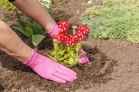 园丁在花园床上种植红色花朵花床组图片