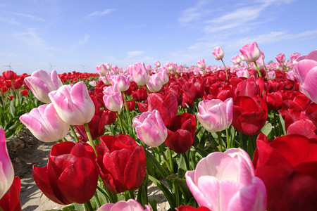 一片田地里有红色和较长的粉红色郁金香图片