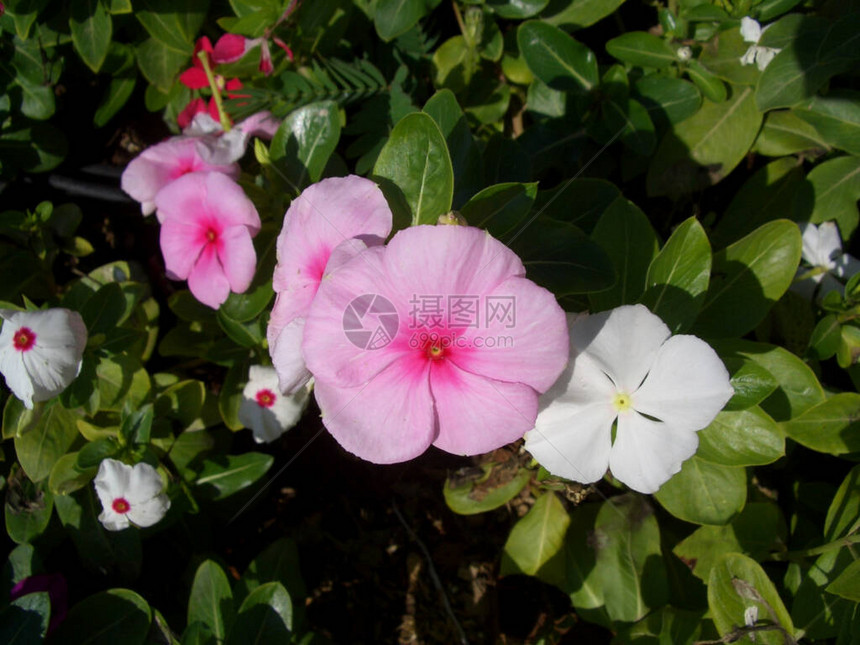 长春花马达加斯长春花夹竹桃科名称花白色和粉红色春天在花园中的图片