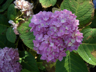 Hydrangea或Ajisai软绿色彩花朵在大自然背景模糊图片