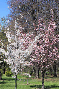 公园里的日本粉红樱桃树和白色果园树盛开的樱花和果图片