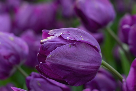 美丽的紫色郁金香背景为水滴图片