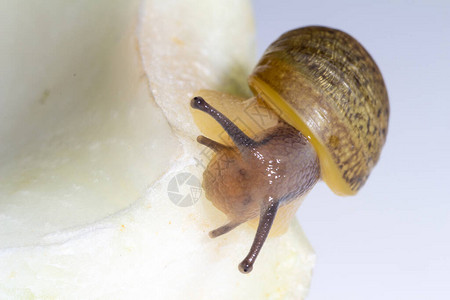 Cantareusapertus蜗牛吃白色背景的茴香图片