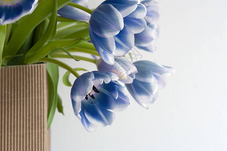 蓝郁金香装在纸机袋里复制文字空间横幅春季图片