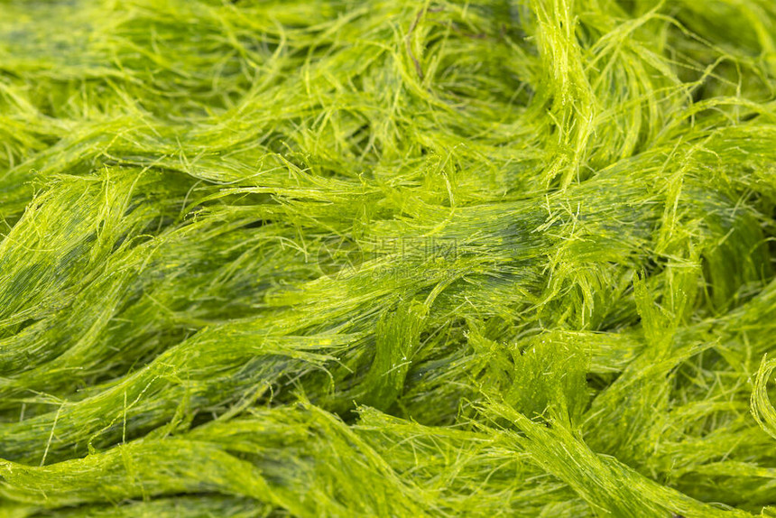 淡水绿藻科学名称为Spirog图片