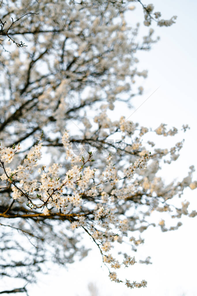 樱花梅树的枝条上图片