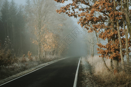 在秋末寒冷雾的清晨图片