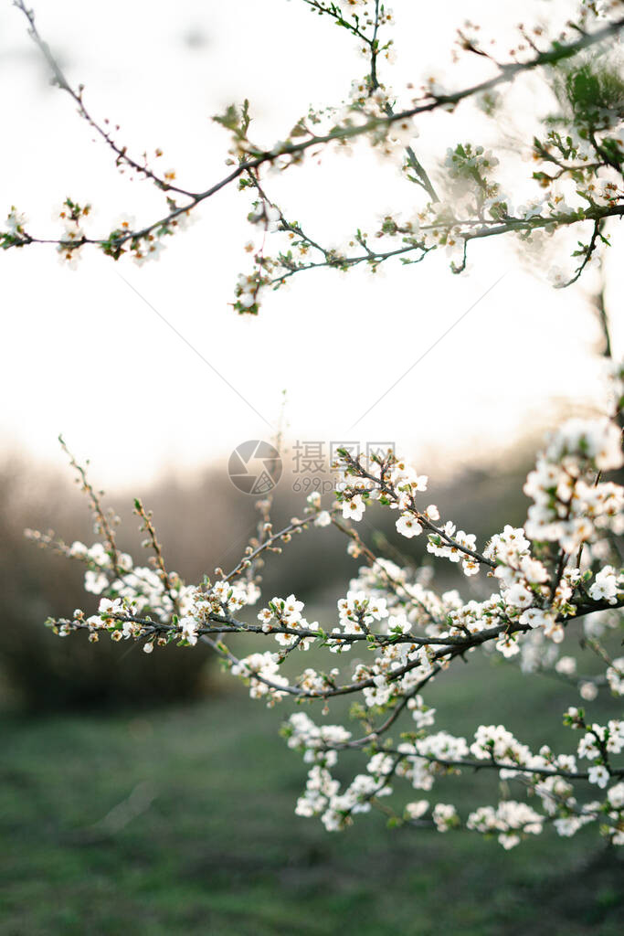 盛开的白树有很多洁白细腻的樱花在夕阳的照耀下图片