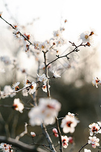 开花的杏宏分支与柔和的焦点在柔和的浅蓝色天空背景上图片