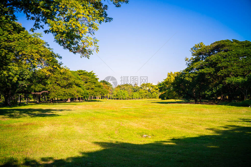 城市公园绿树林日晒光图片