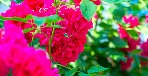 粉红色玫瑰花与背景粉红色玫瑰花朵上图片