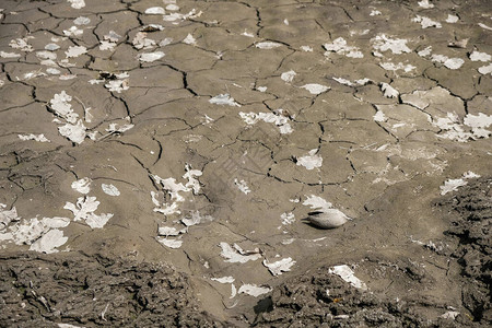 乌克兰破裂的土壤表面干燥的叶子和壳在土壤上气候变化概图片