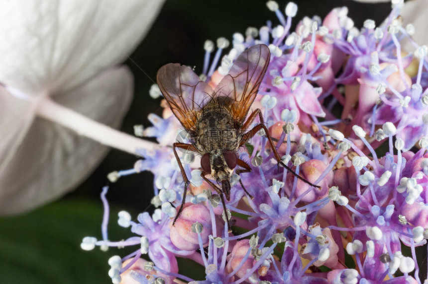 Anthomyiidae在Hydrangea花朵上飞图片