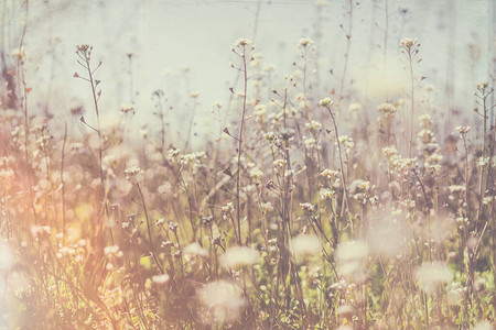 早春野花的小绿叶和白花温柔的春天复活节背景图片