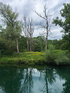 河边森林的Aare河道夏季在瑞士布鲁格镇附近图片