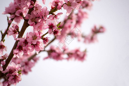 春天第一颗开花树上的粉红色花图片