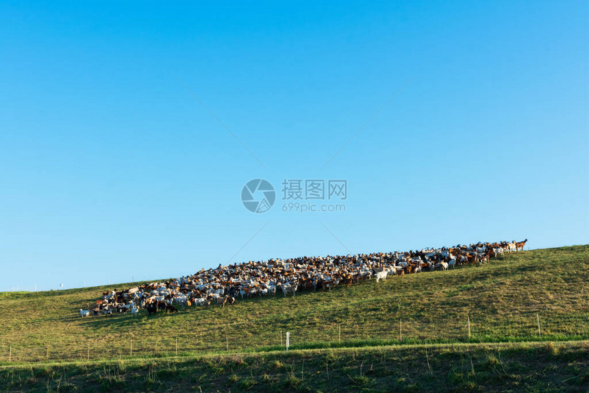 家庭山羊群在陡峭的绿坡上放牧图片